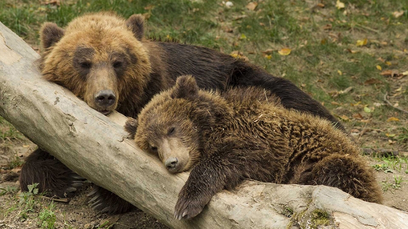 «Быки» одолевают «медведей»: рост биткоина не за горами