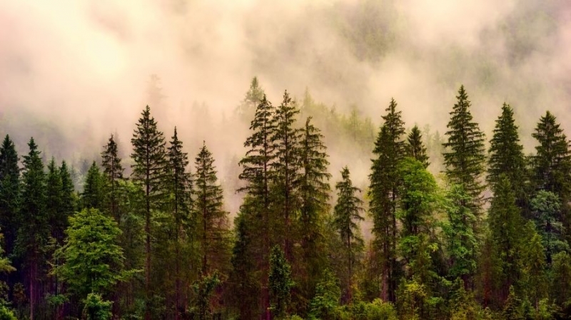 ОНФ предлагает защищать леса при помощи блокчейна