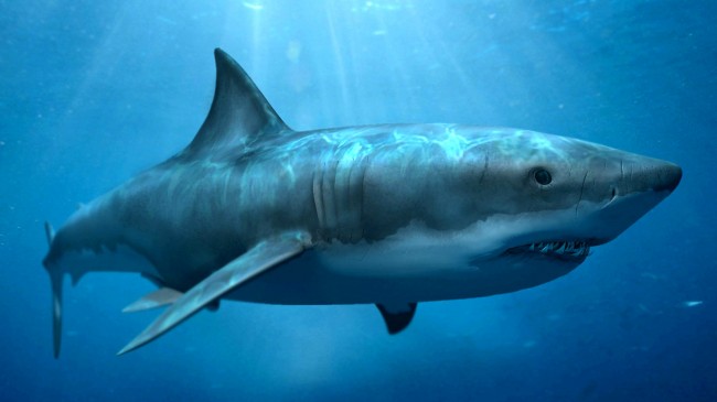 Акулы кусают подводные кабели Google