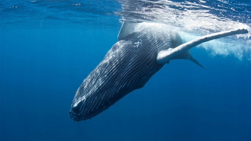 WhaleFUND: криптовалютные киты займутся океанскими