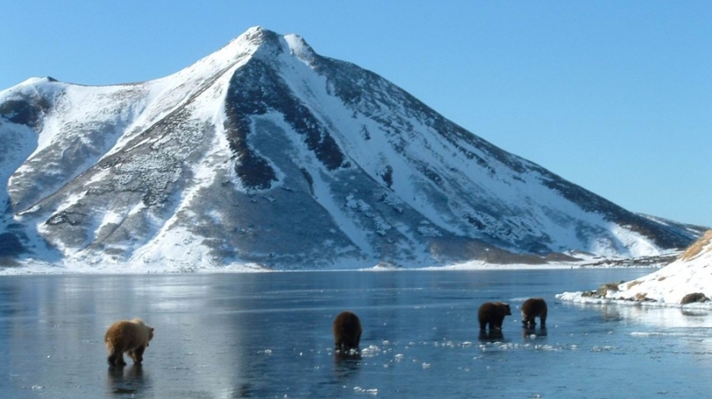 Rustoken для туристов: Камчатка готовится токенизировать китов и вулканы