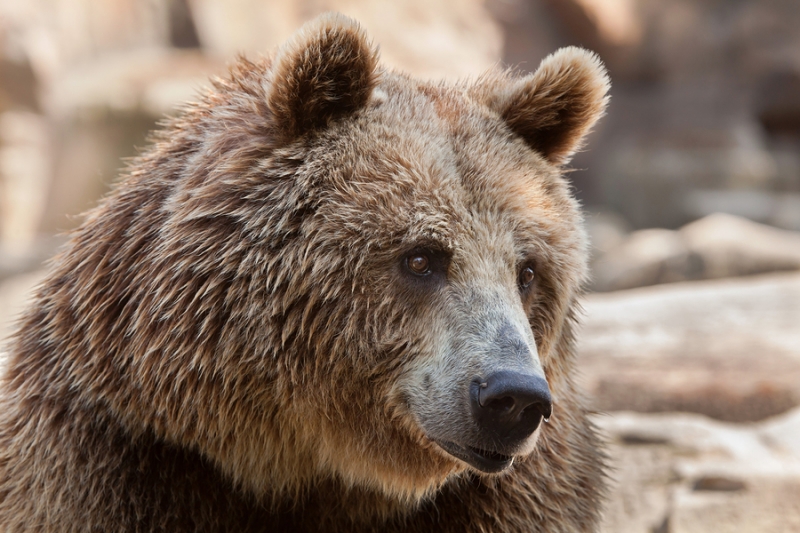Мнение: Почему этот год не станет новым «годом медведя»